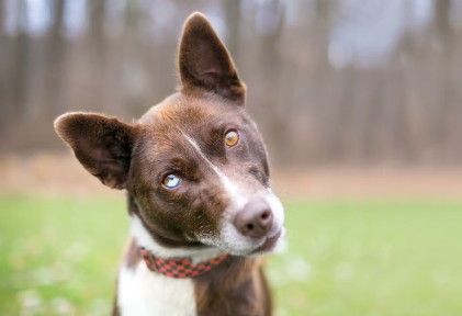 오드아이의 개.