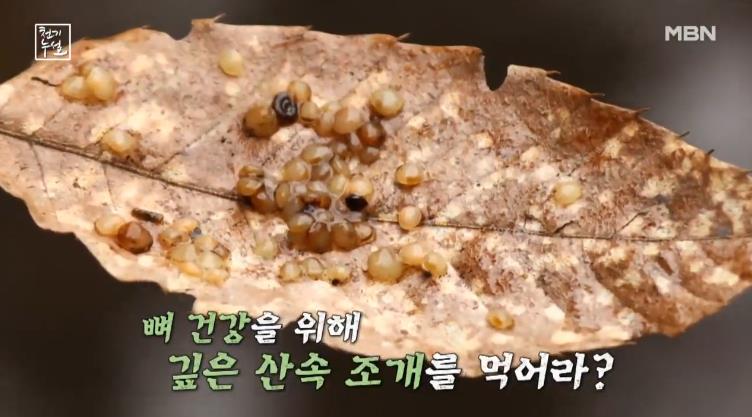 나뭇잎 위에 있는 천기누설 산골조개