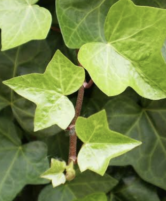 공기정화식물 BEST5 아이비