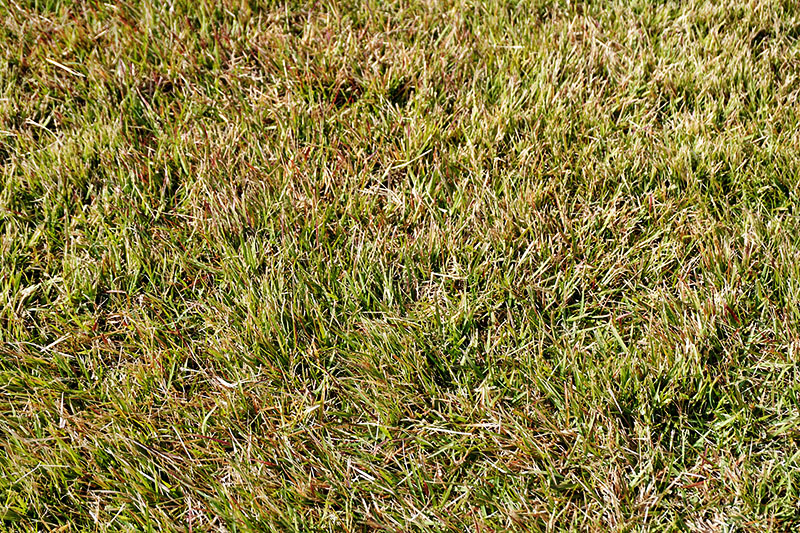 충청북도 음성군 금왕파크골프장 소개