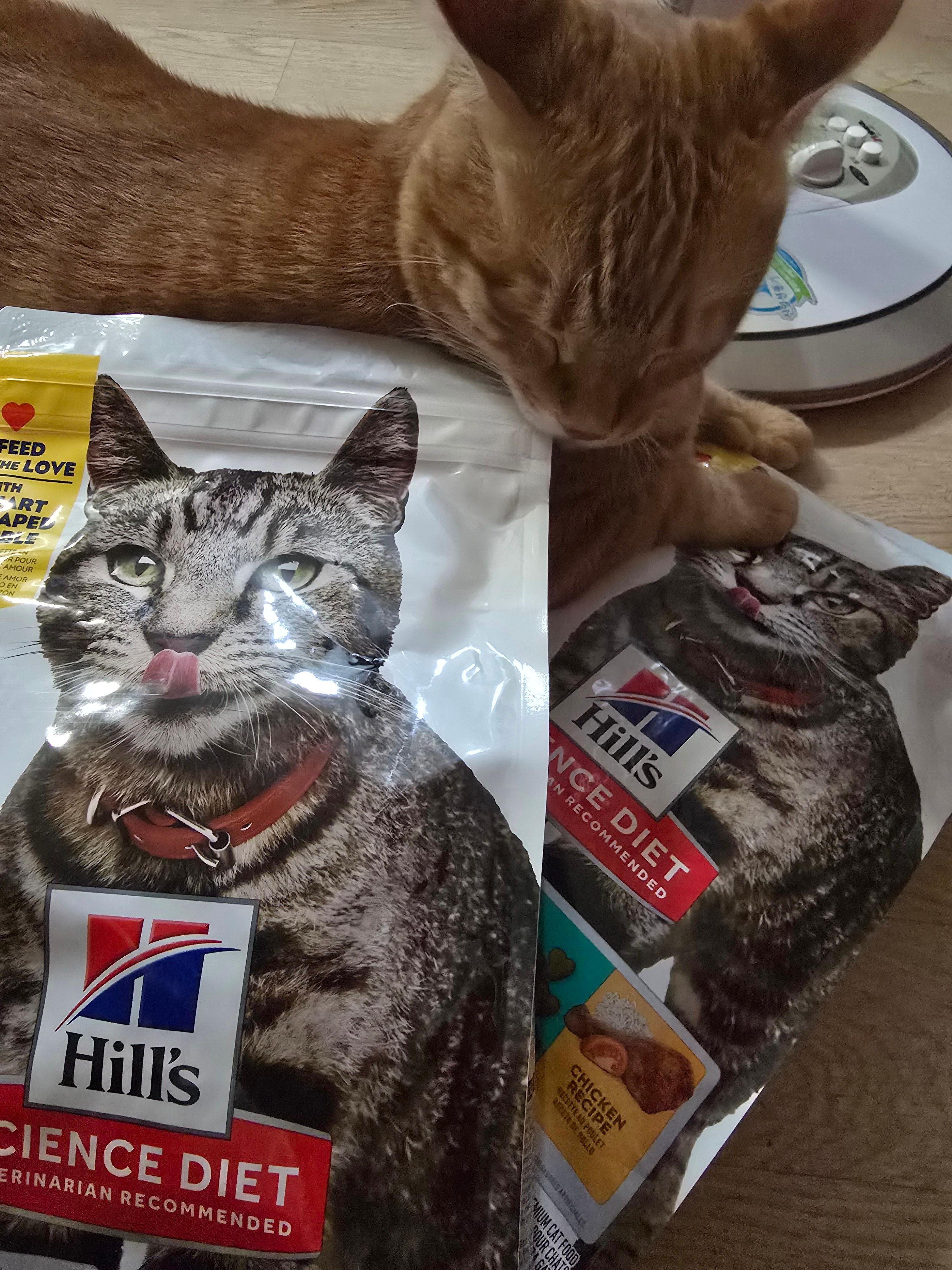 고양이 다이어트