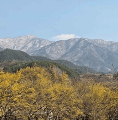 구례 산수유 축제 일정, 주차, 주변 여행지 안내