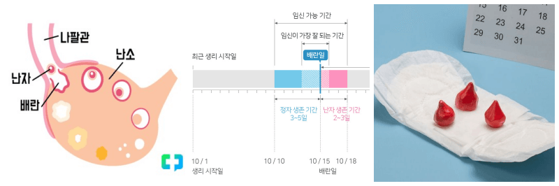 배란일 주기 계산 사진