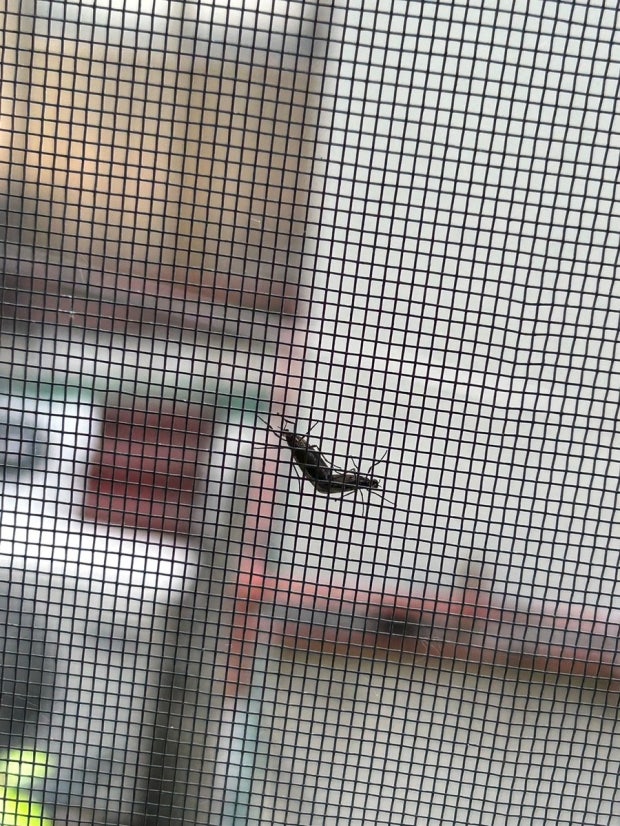 러브버그퇴치방법