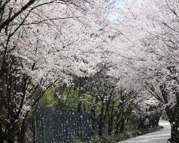 하동 십리벚꽃길 개화상황_16