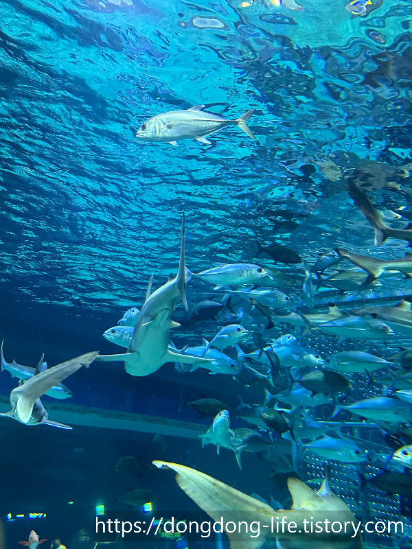상어 사진