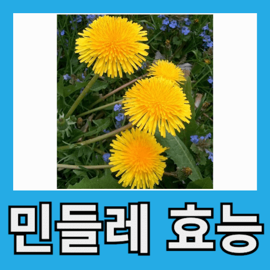 민들레 효능