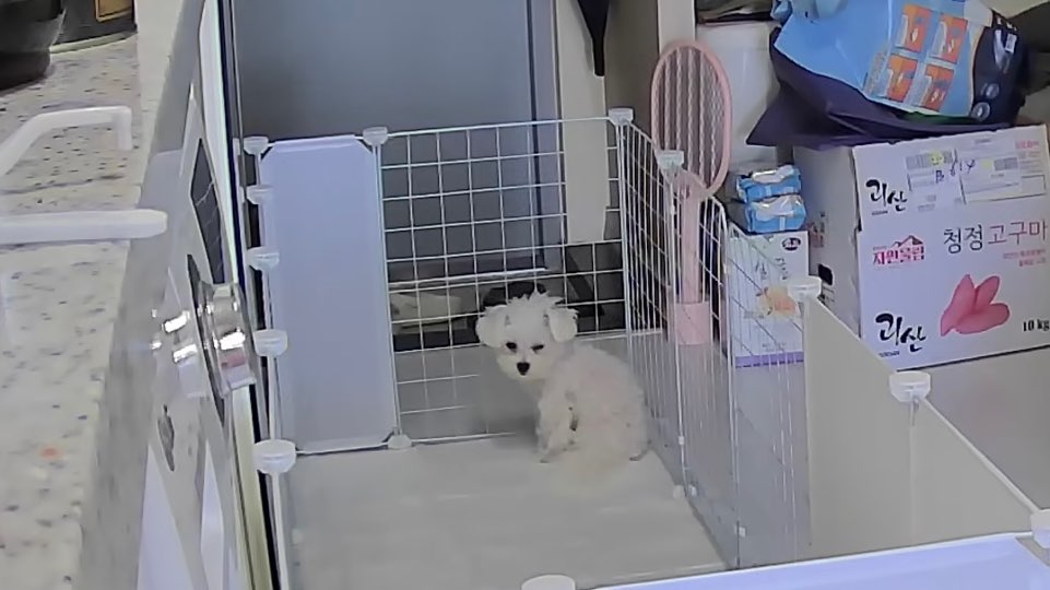 울타리 적응기 8일차 구루미