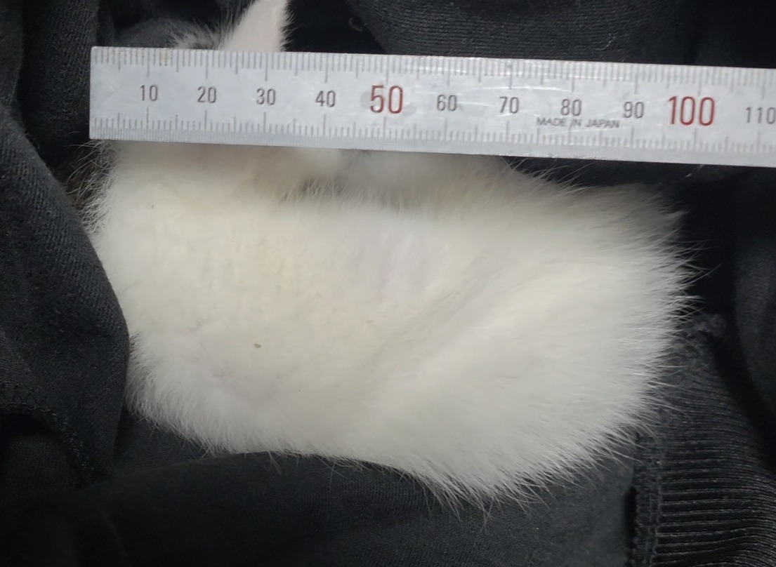 고양이 미용 케어