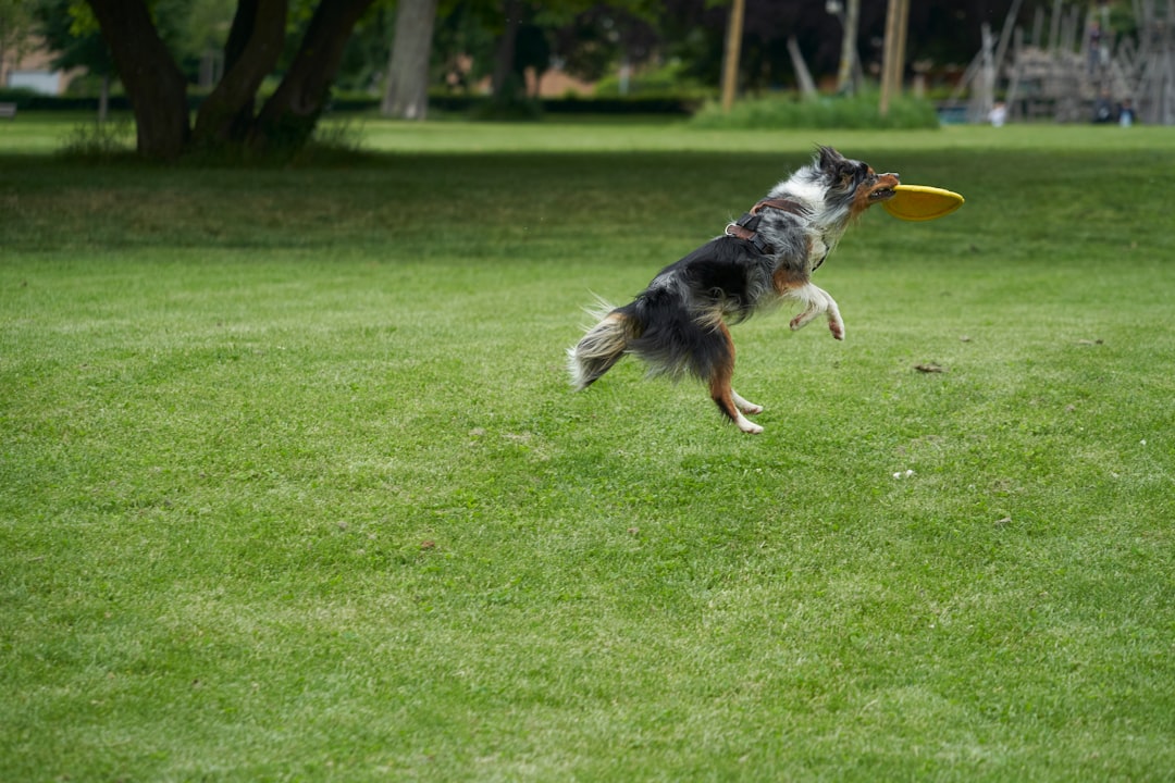 Play.