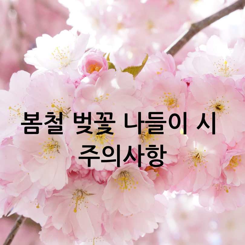 우리나라 3대 벚꽃길 총정리