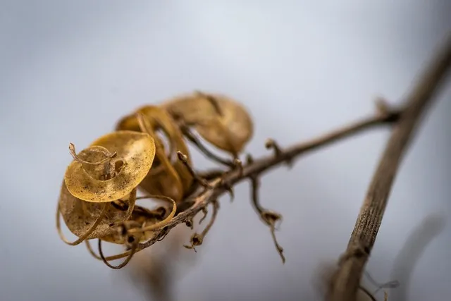 전씨 본관 종류 역사_3