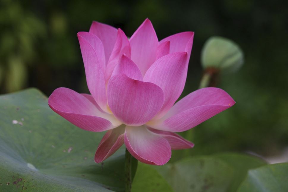 임신 꿈(태몽)해몽 총정리