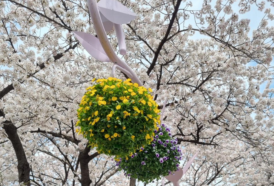 여의도 윤중로벚꽃길1