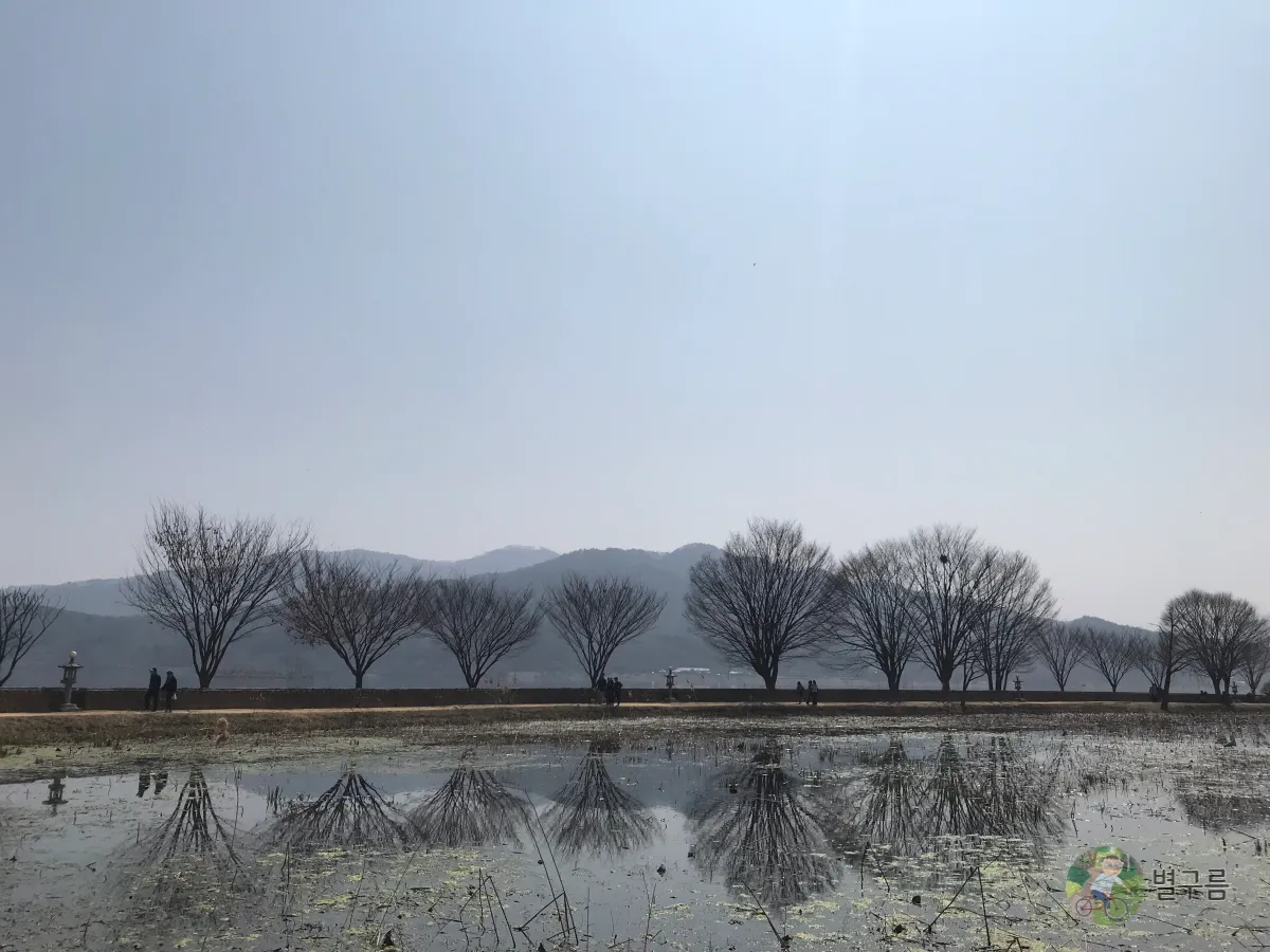 두물머리-연못-나무들-멀리-줄지어-서있다