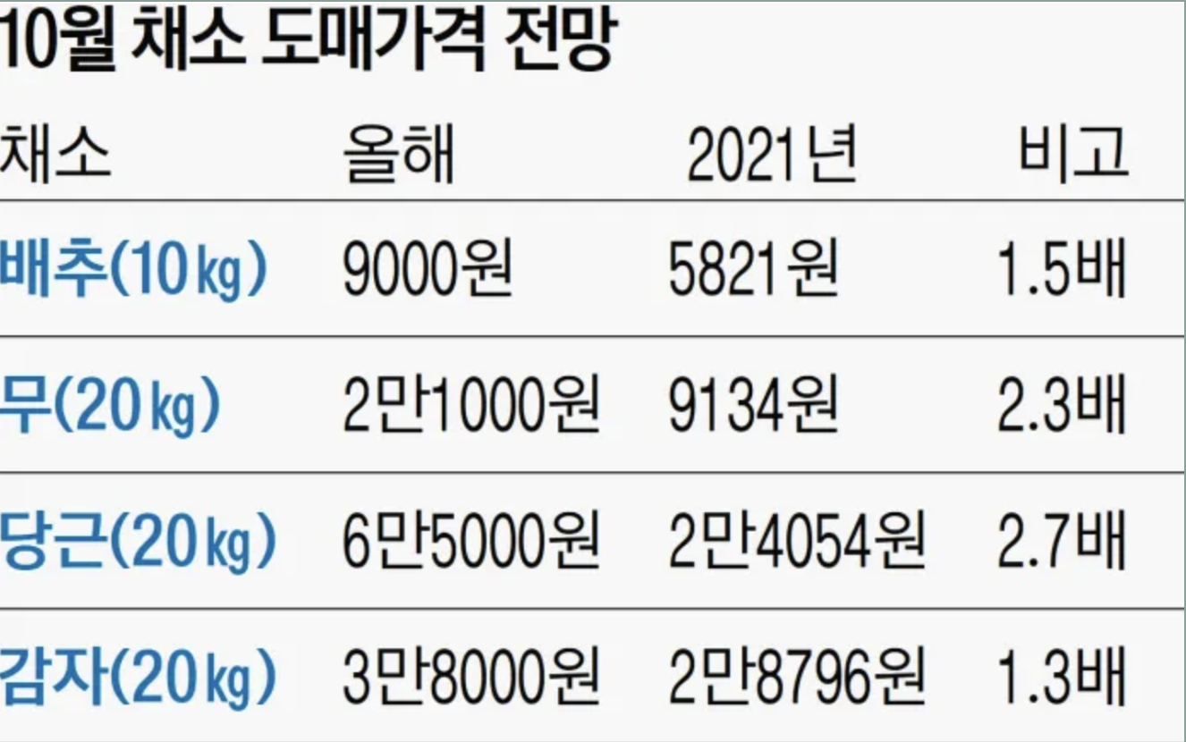 배추 가격 급상승 원인 2024년 배추 대란 대비 방법