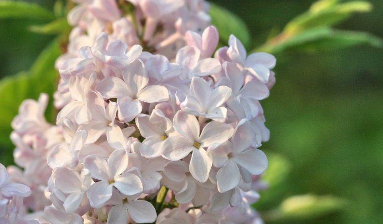 라일락 꽃 선물