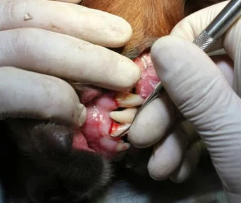 강아지 치주염 증상? 예방 및 관리 안 하면 생기는 일..