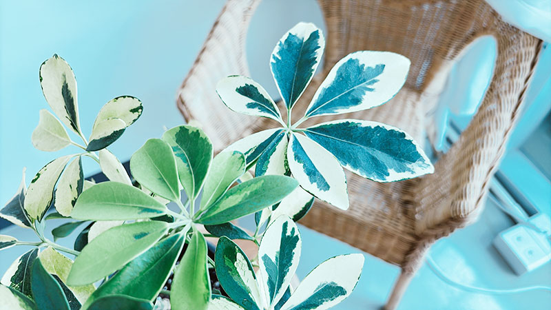 무늬홍콩야자 병충해 관리해주기