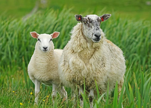띠별 운세 11월 1일
