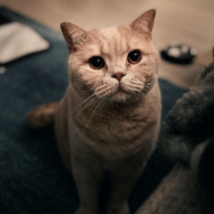 고양이-품종-17가지-종류-완벽-총정리