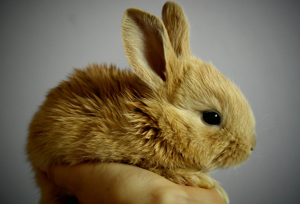 23년 토끼띠운세