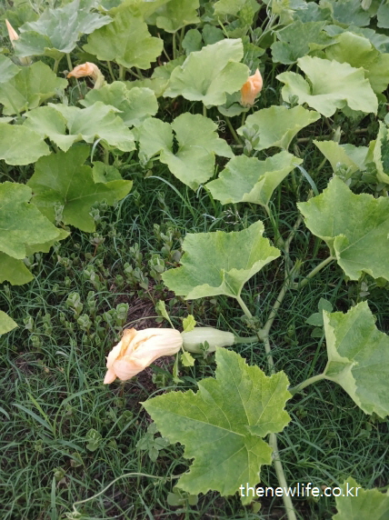 덩굴 위에 핀 애호박 꽃과 자라는 애호박