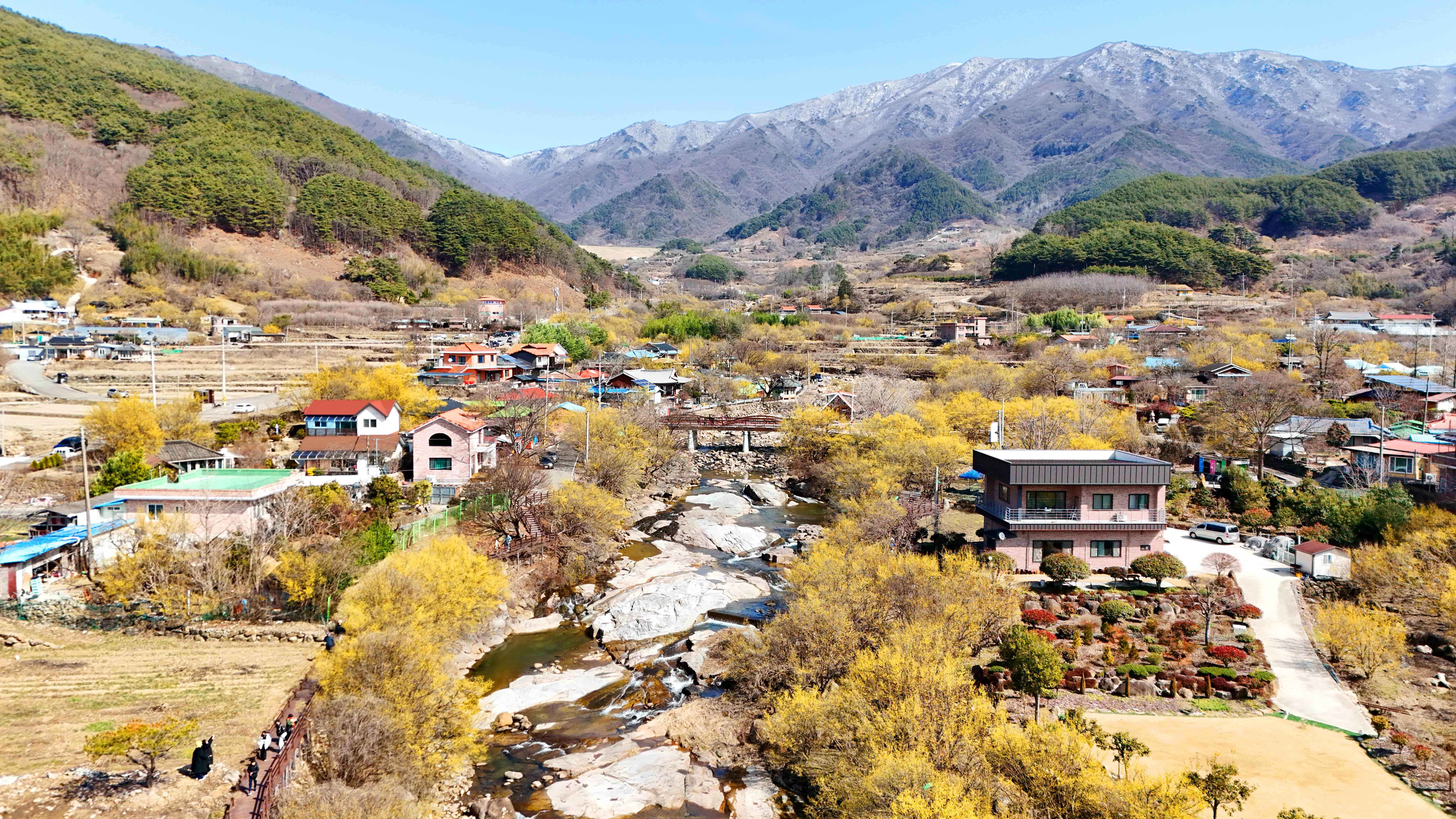 구례 산수유축제
