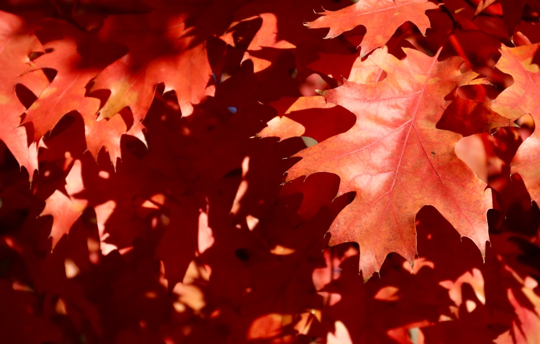 Autumn foliage.