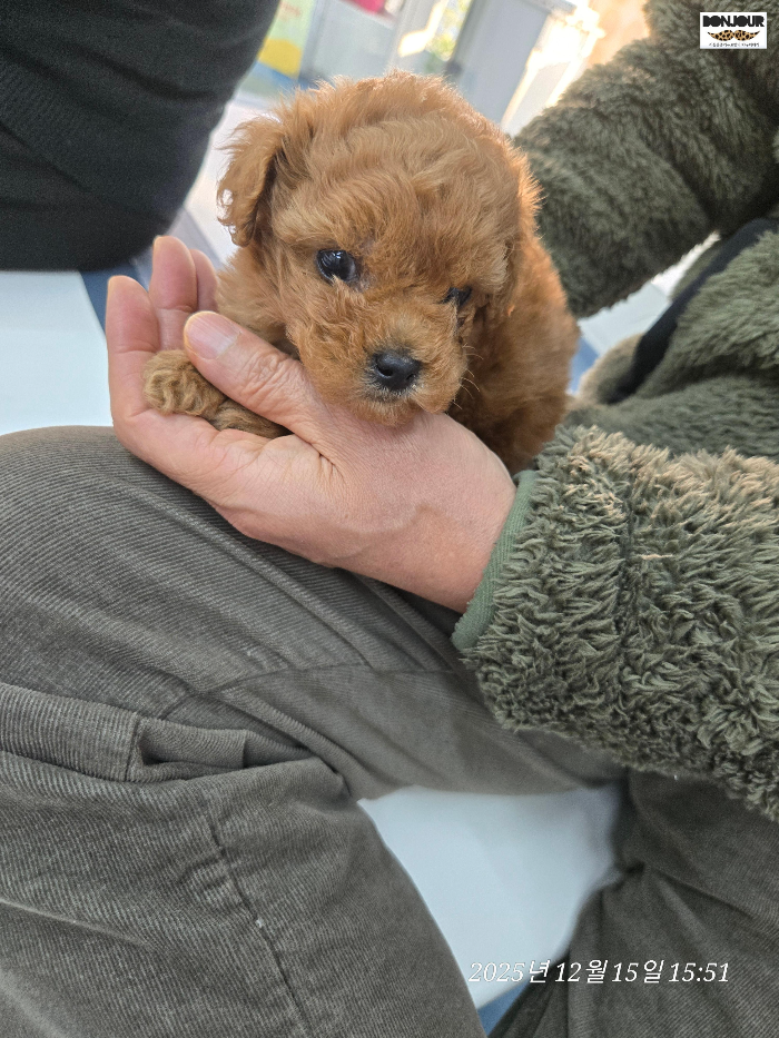 새롭게 우리집에 들어오게된 반려견 아기강아지 호두