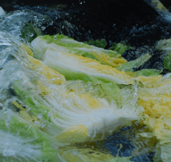 김장 배추 고르는 방법