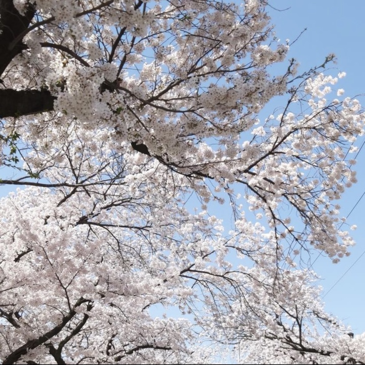 동학사 벚꽃 축제 일정