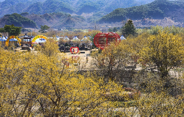구례 산수유꽃 축제일정