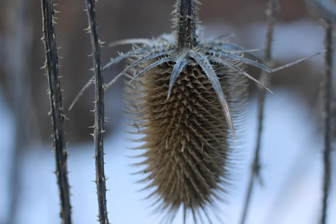밀크씨슬-효과-효능-후기-실리마린