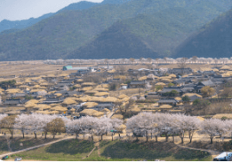 가을 꽃 명소 추천 — 전국 가을 꽃 여행지 총정리