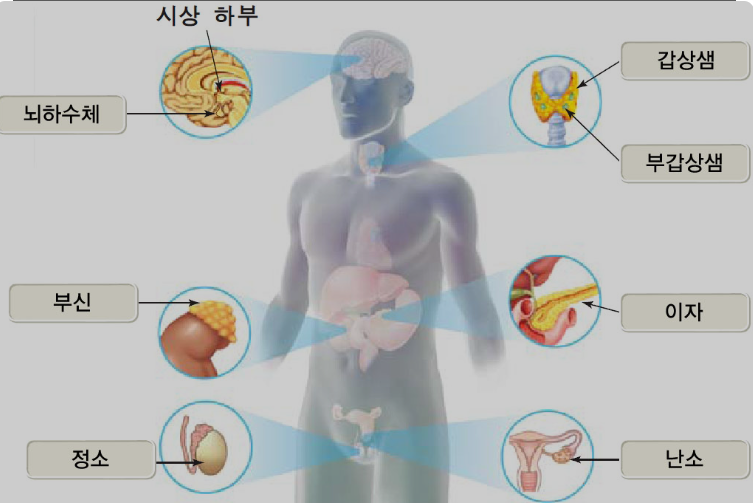 내분비계 : "호르몬, 우리 몸을 조절하다"