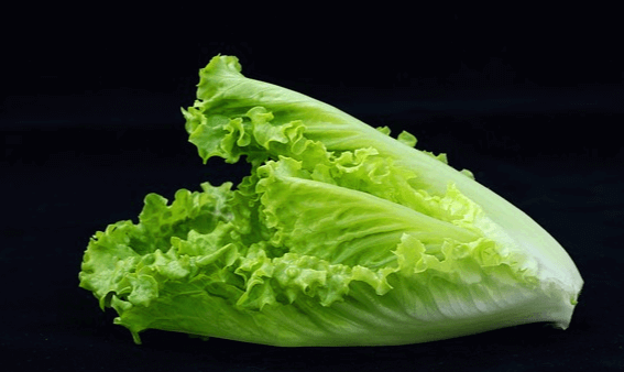 연두색 잎과 대가 하얀색이 로메인 상추 한포기가 옆으로 놓인 모습이다. 잎은 매우 싱싱하다.