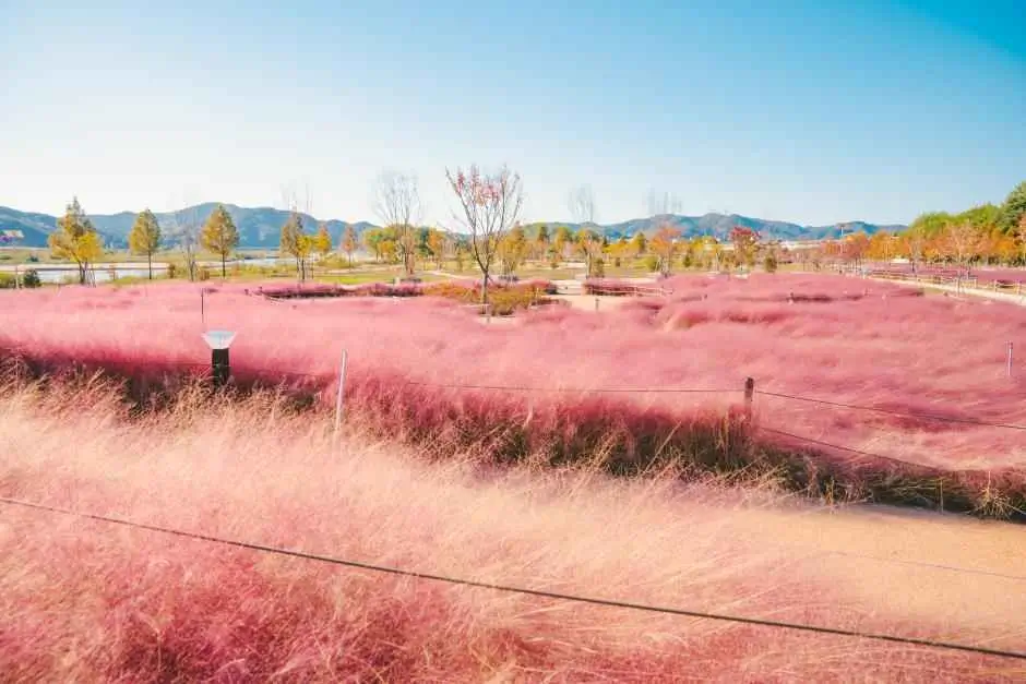 합천 신소양체육공원 핑크뮬리
