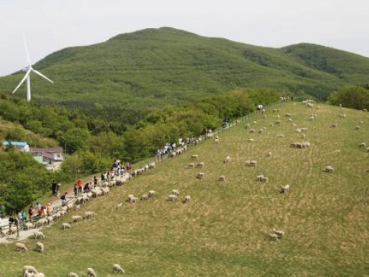 대관령 양떼목장