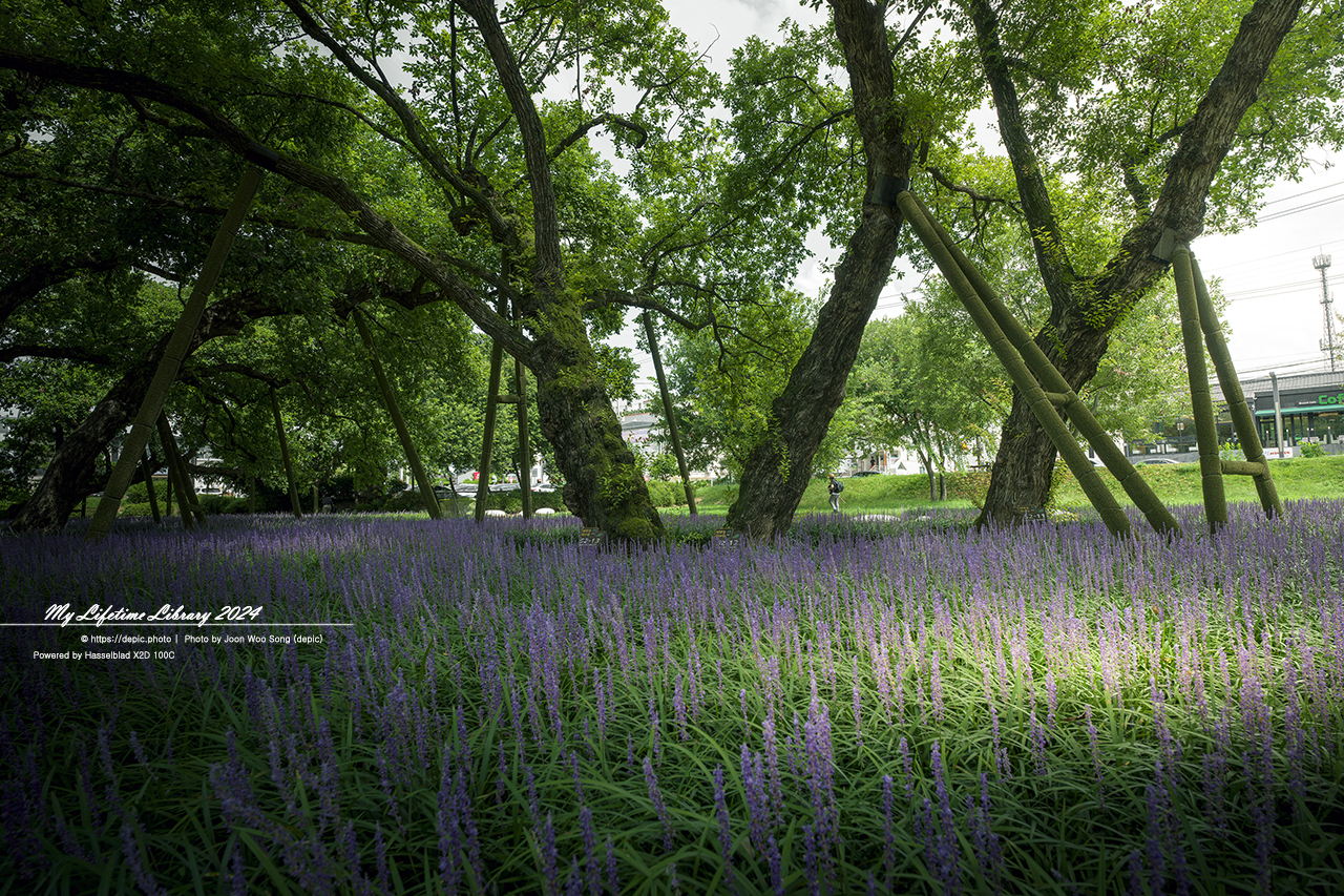 성주 성밖숲 맥문동 여름 나무