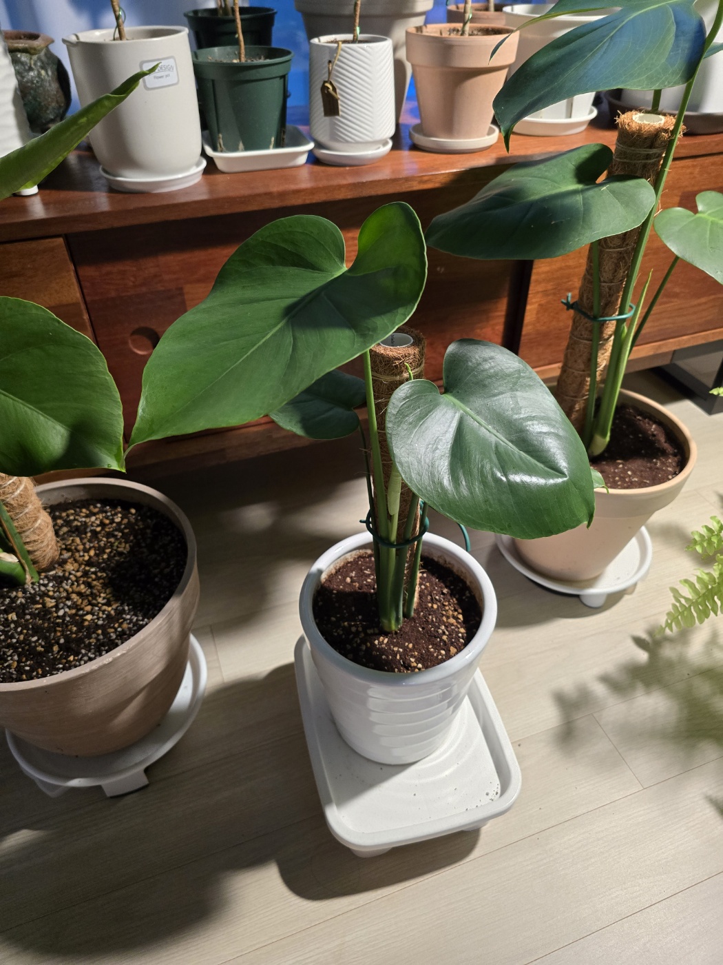 제일 기운이 없던 작은 몬스테라였는데 너무 건강해졌어요.