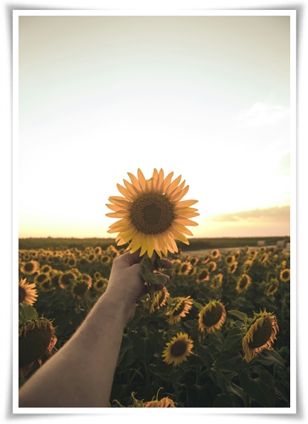 여름의 상징 희망과 사랑의 꽃 &quot;해바라기&quot;