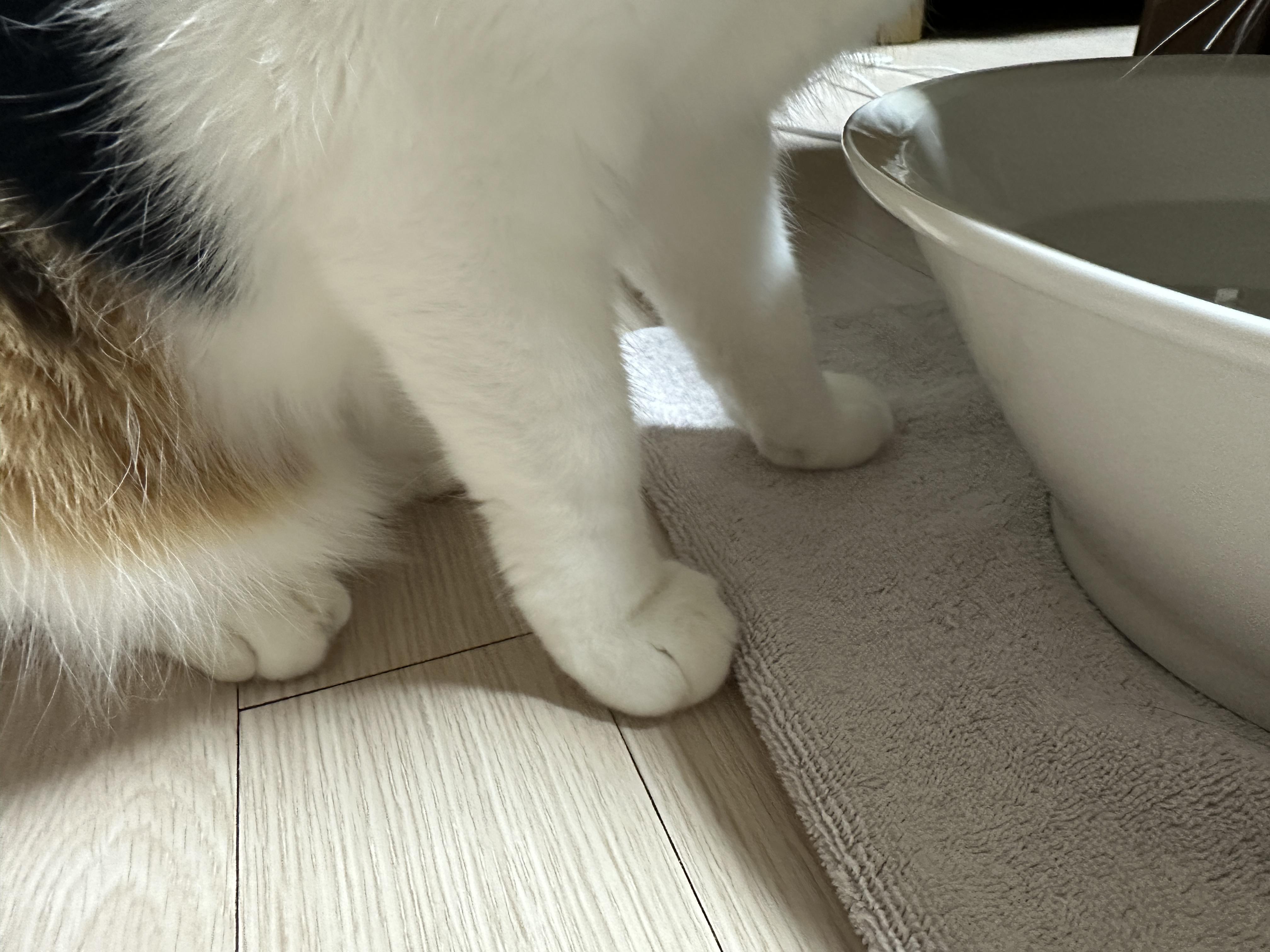 삼색이_고양이_요미의_귀여운_앞발