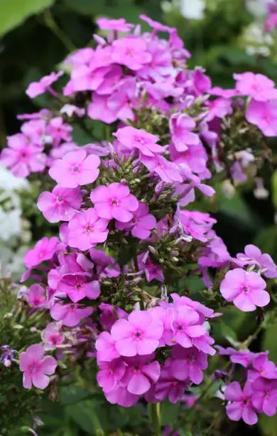 진안 꽃잔디동산