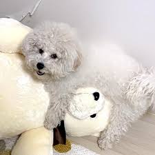 인형에 마운팅하는강아지사진