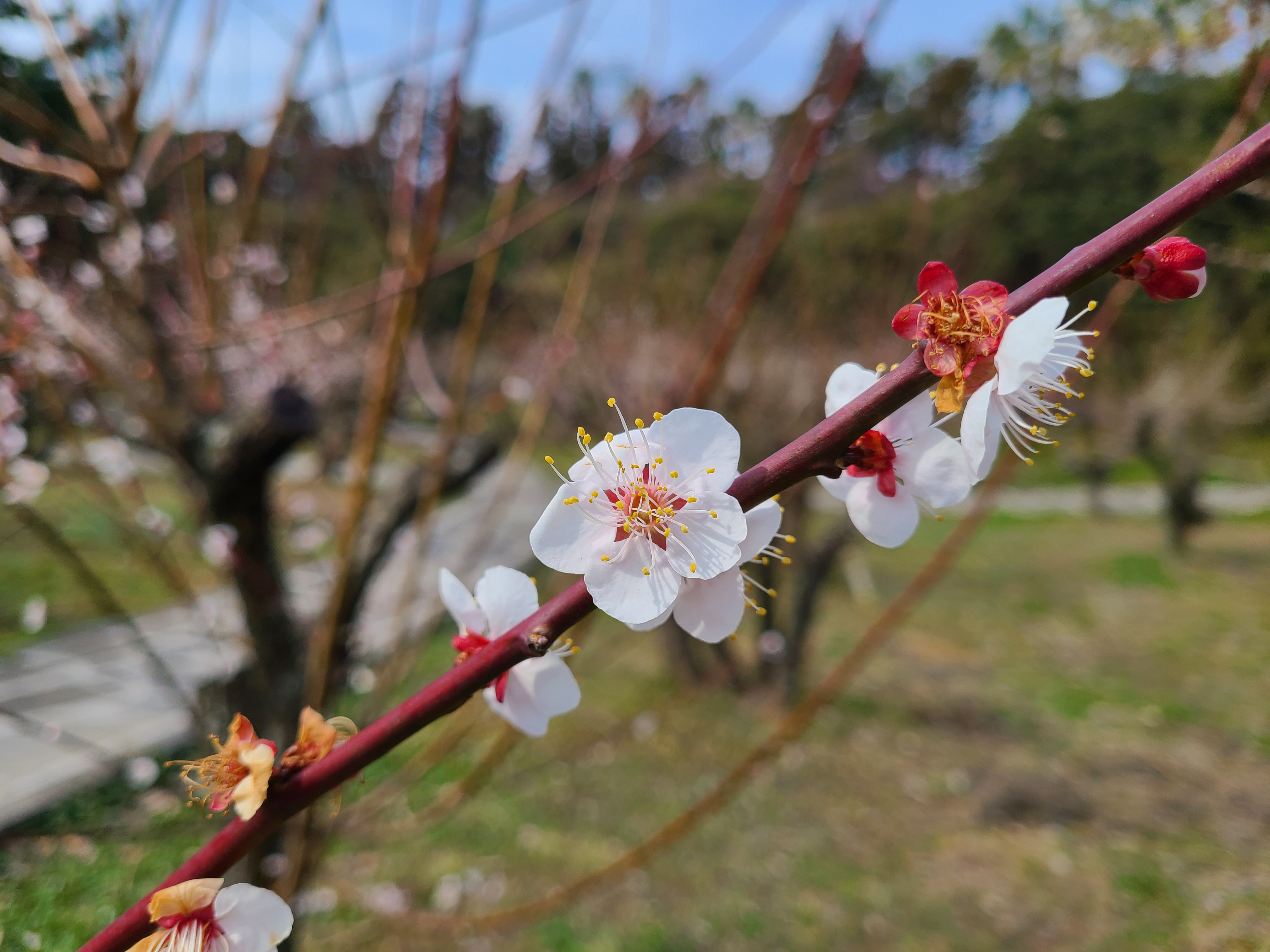 매화 근접 사진