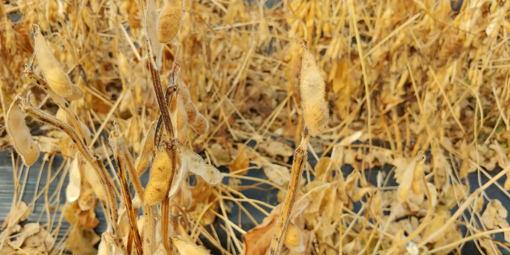 한여름 콩밭에서 추수까지 &mdash; 기계화 콩농사 이야기 11