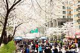 제주 왕벚꽃 축제일정