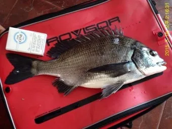 디낚 점주조황 인낚 부낚 어부지리 바다낚시_6