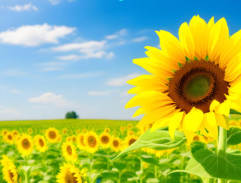 함안 강주 해바라기 축제 일정